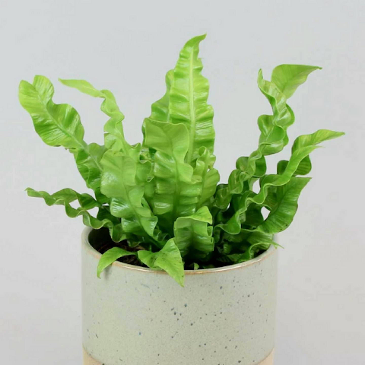 Pleated Birdu2019s Nest Fern