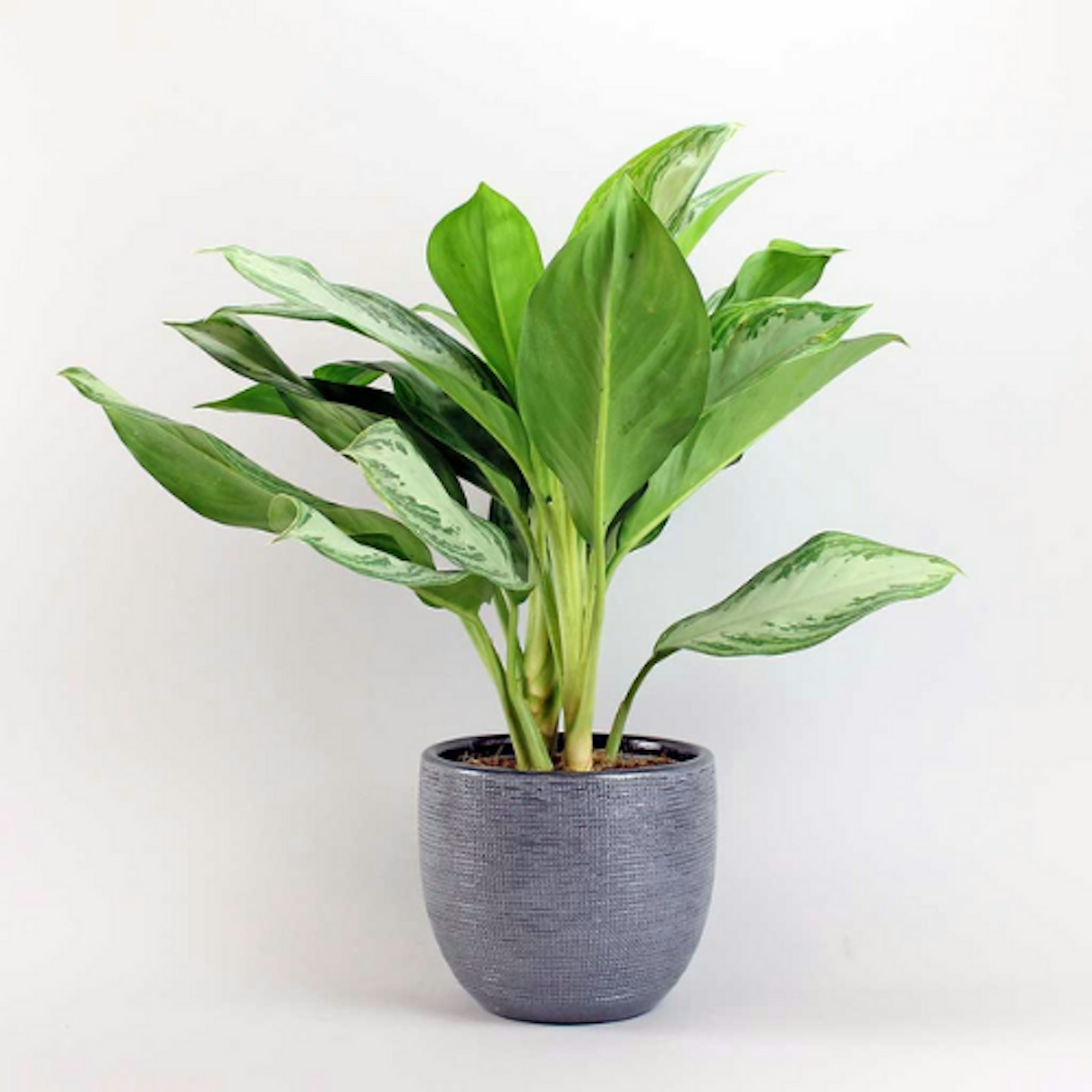 Algaonema 'Chinese Evergreen'