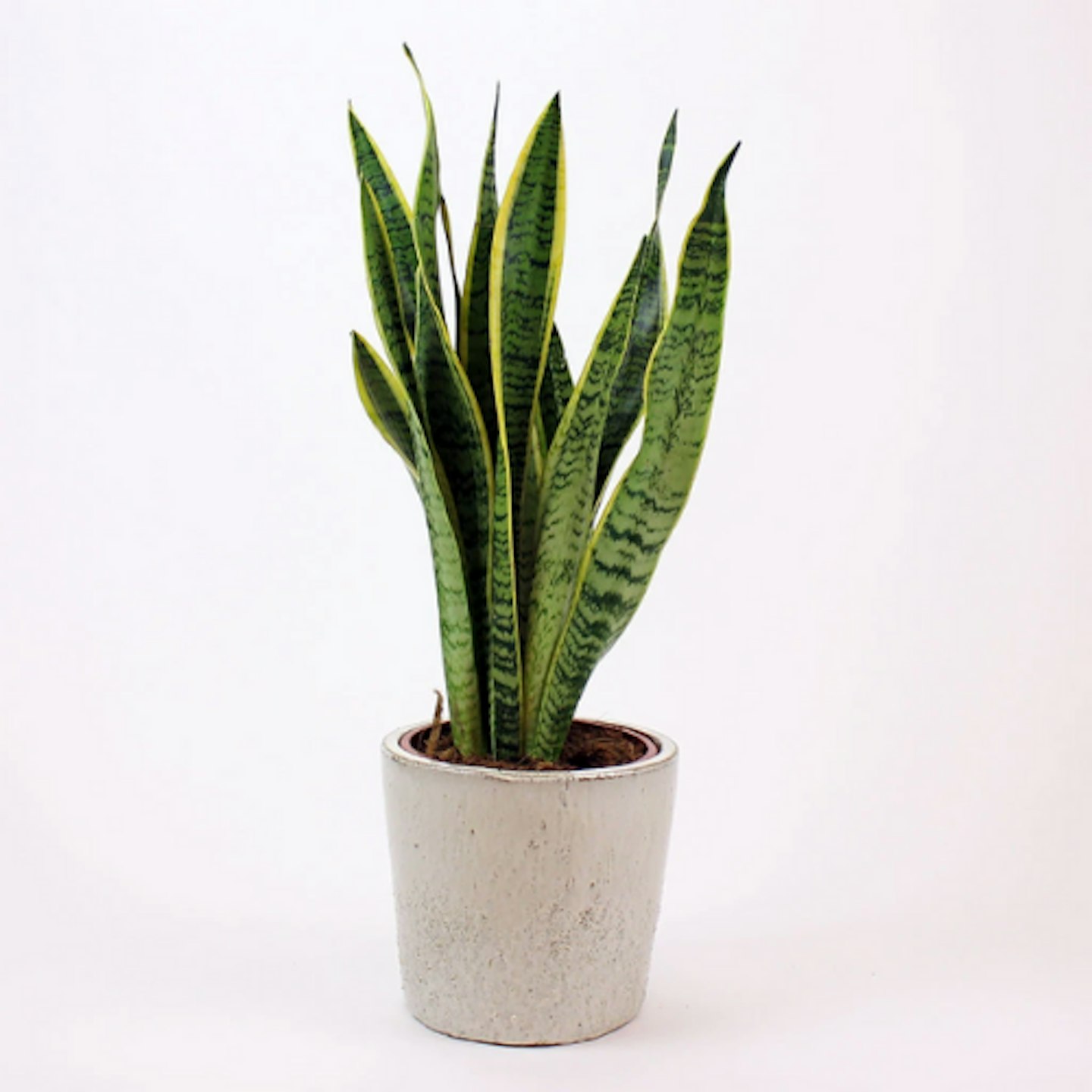 Sansevieria 'Snake Plant'