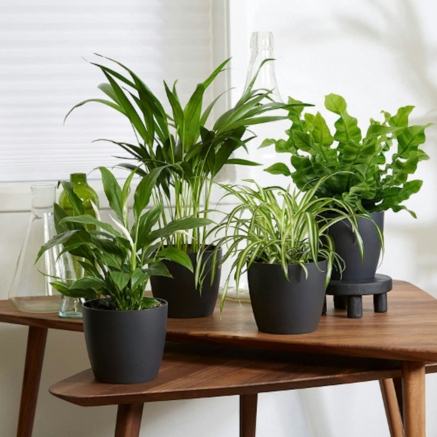 Set of 4 Air-Purifying Plants with Decorative Pots
