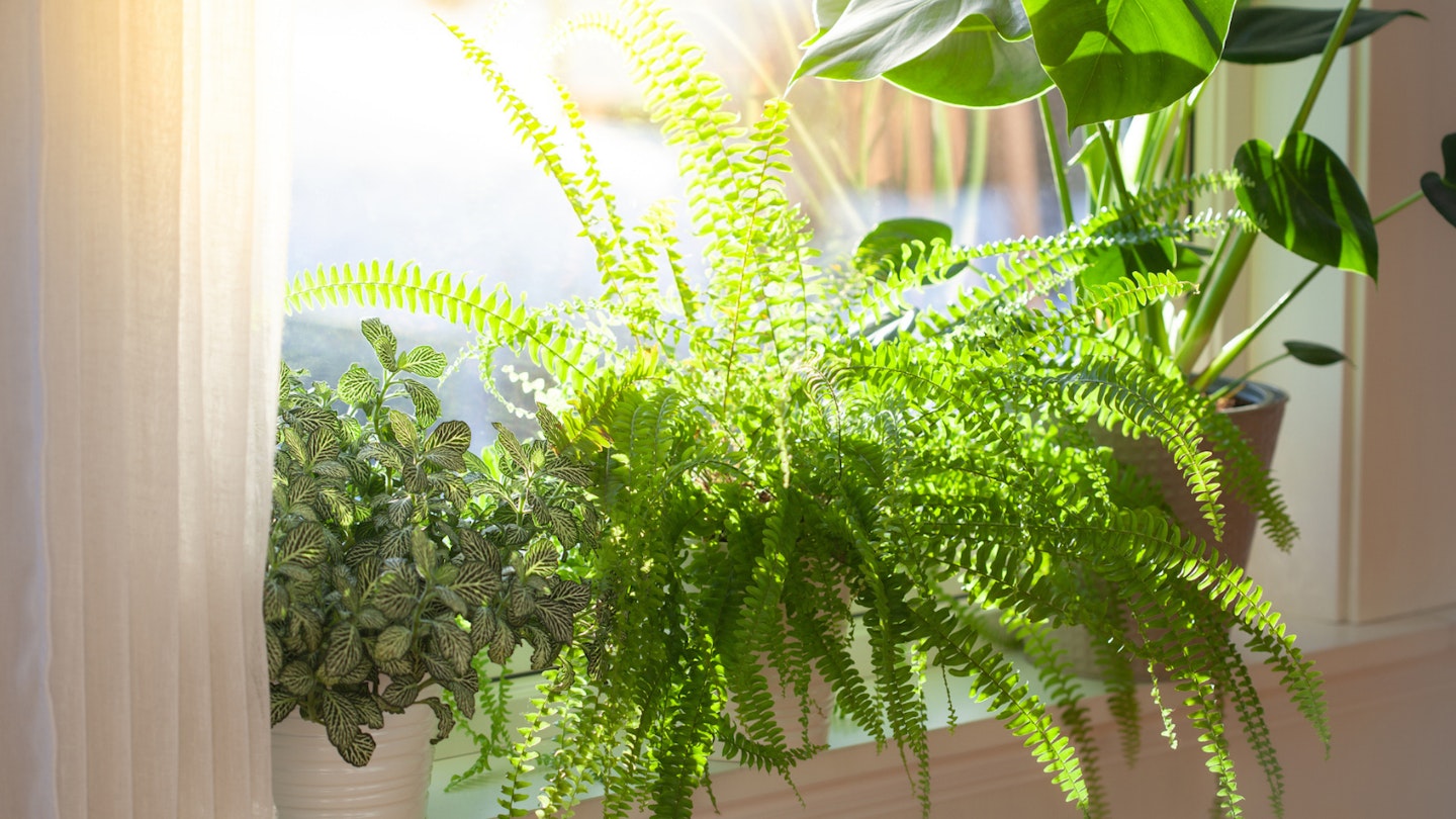 Boston Fern in windowsill