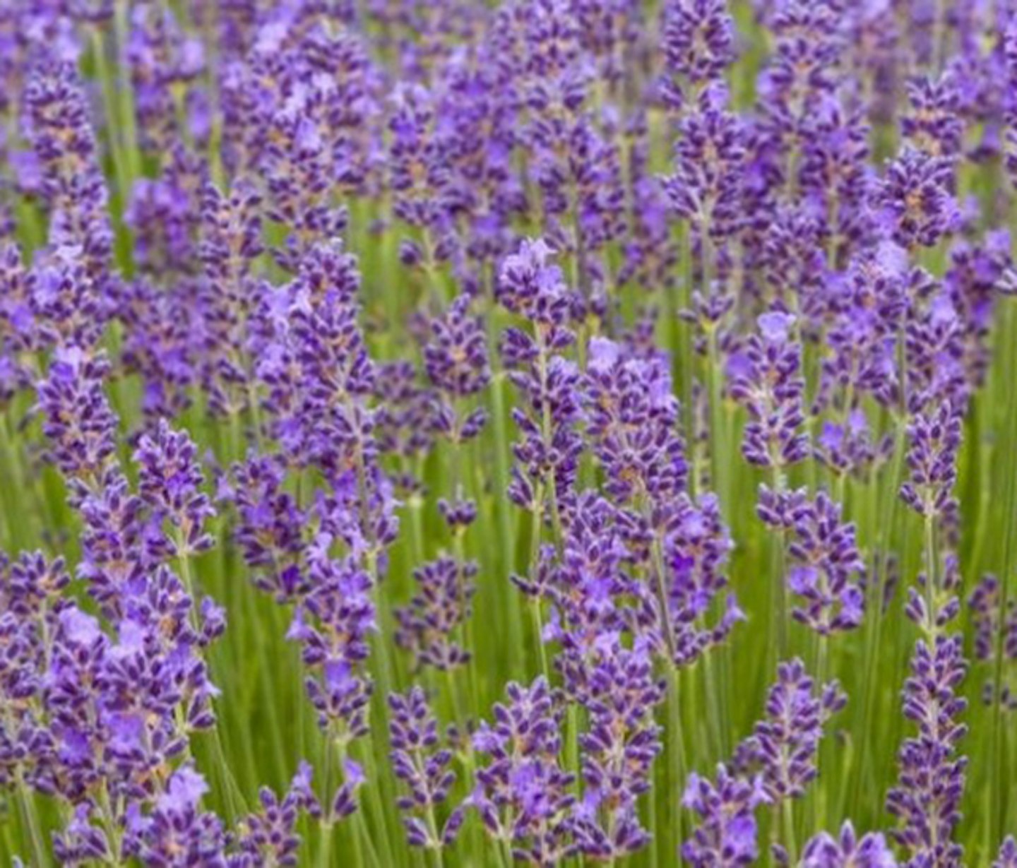 Lavender - Lavandula angustifolia Munstead