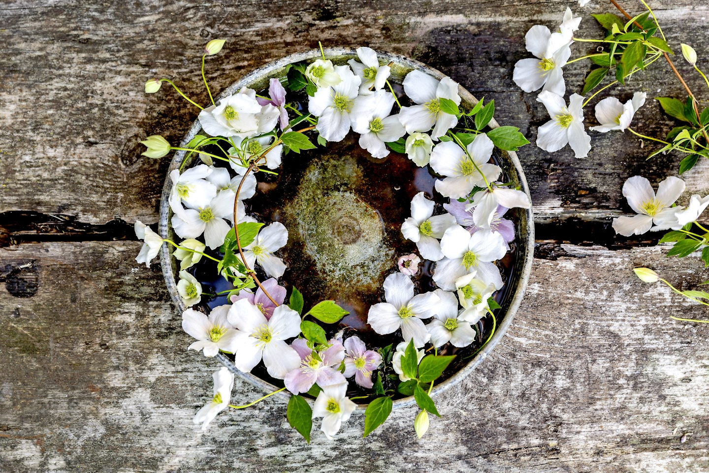 Clematis Wreath