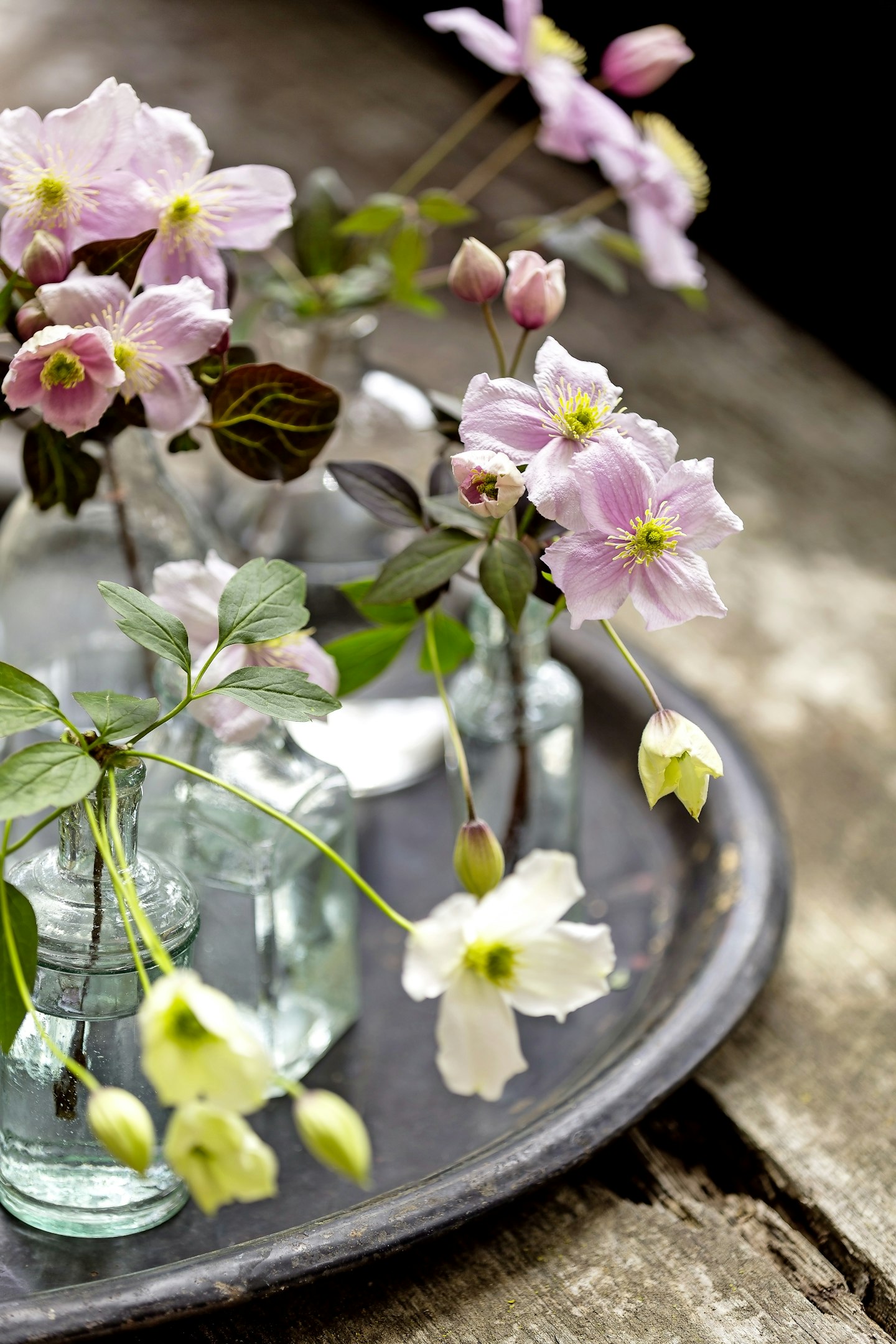 Clematis Inspiration