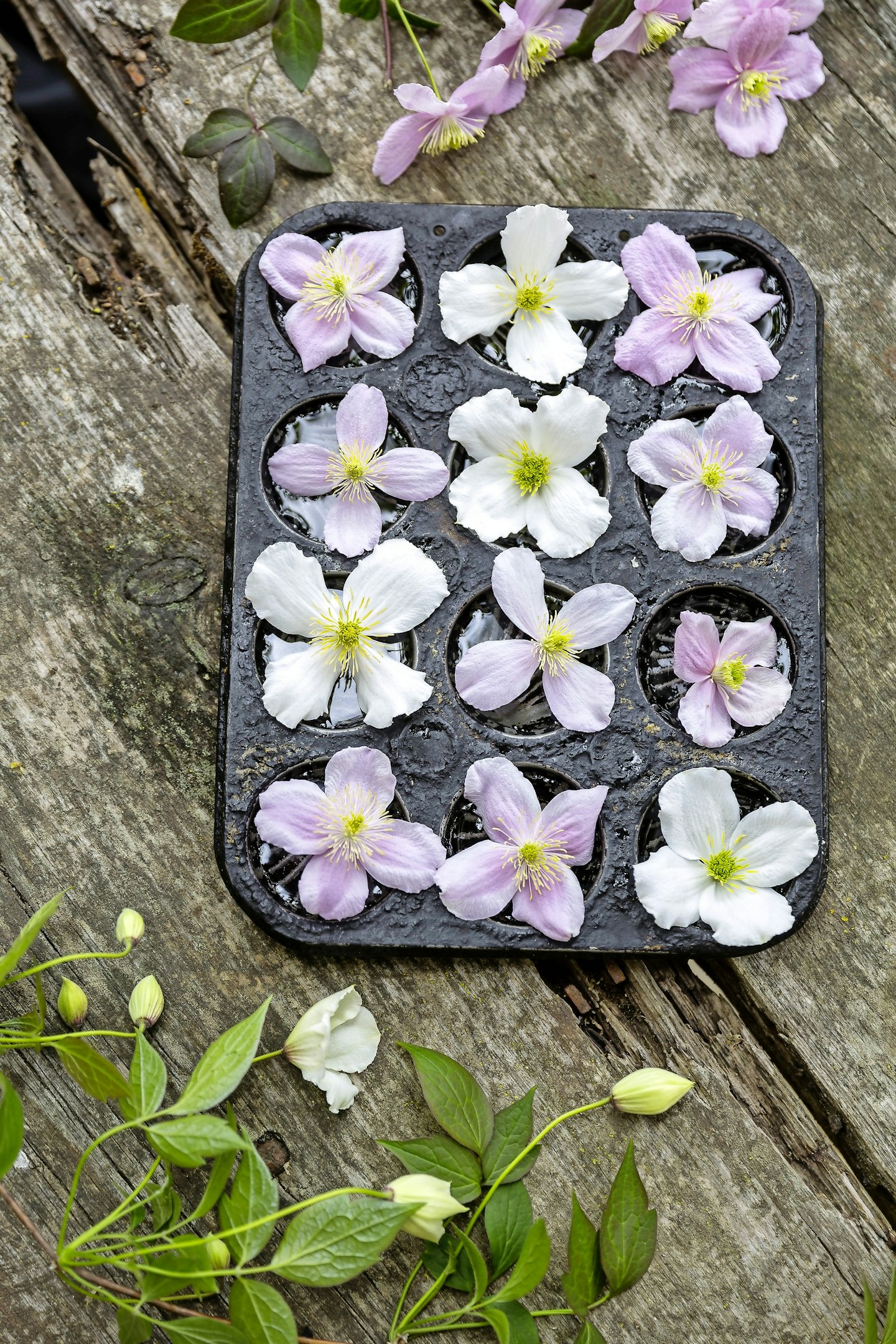 Clematis Inspiration