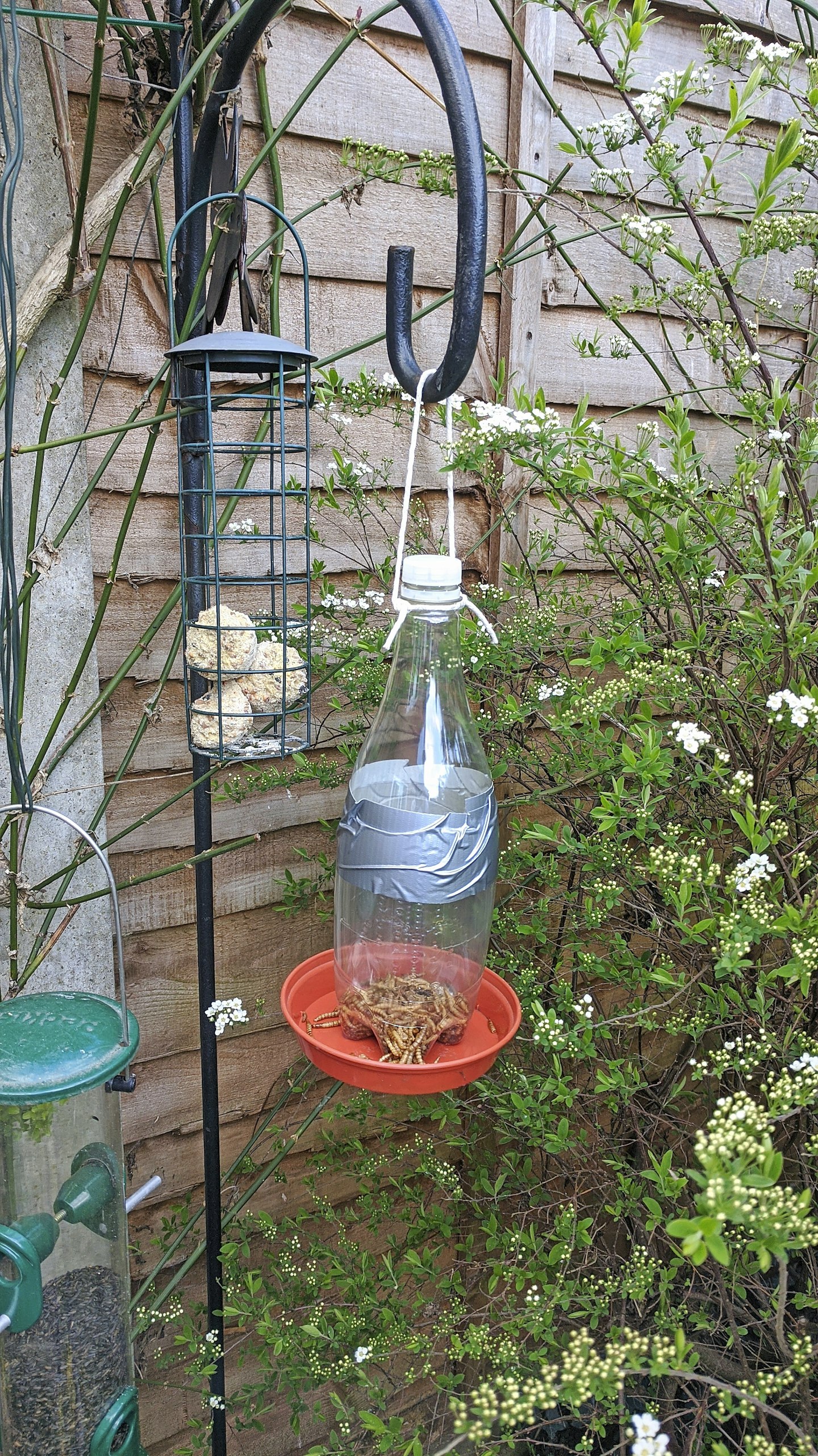 Bottle bird feeder