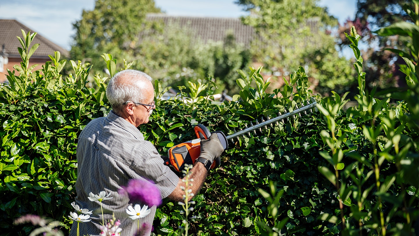 Cleaning the hedge with a hedge trimmer