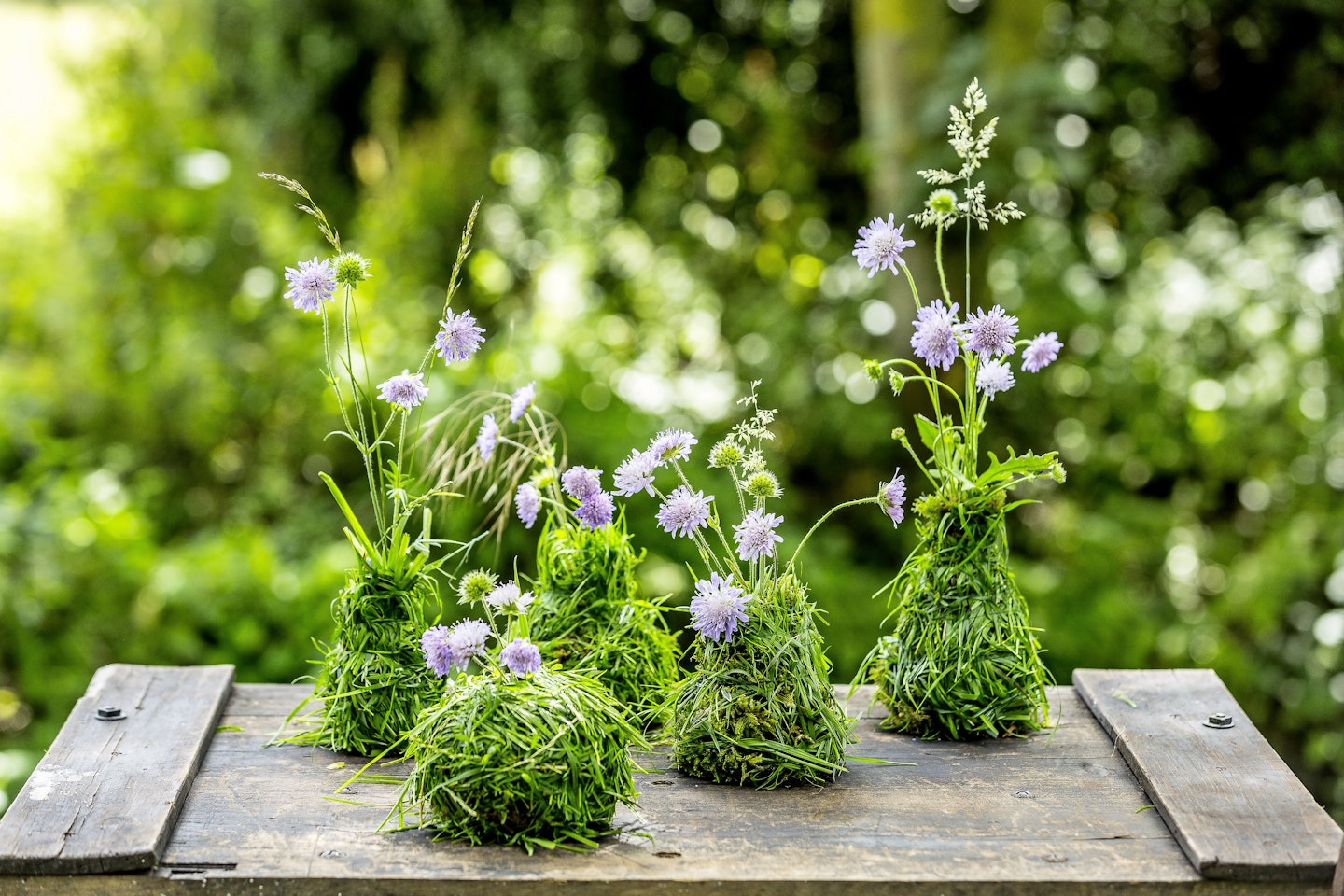 Scabious