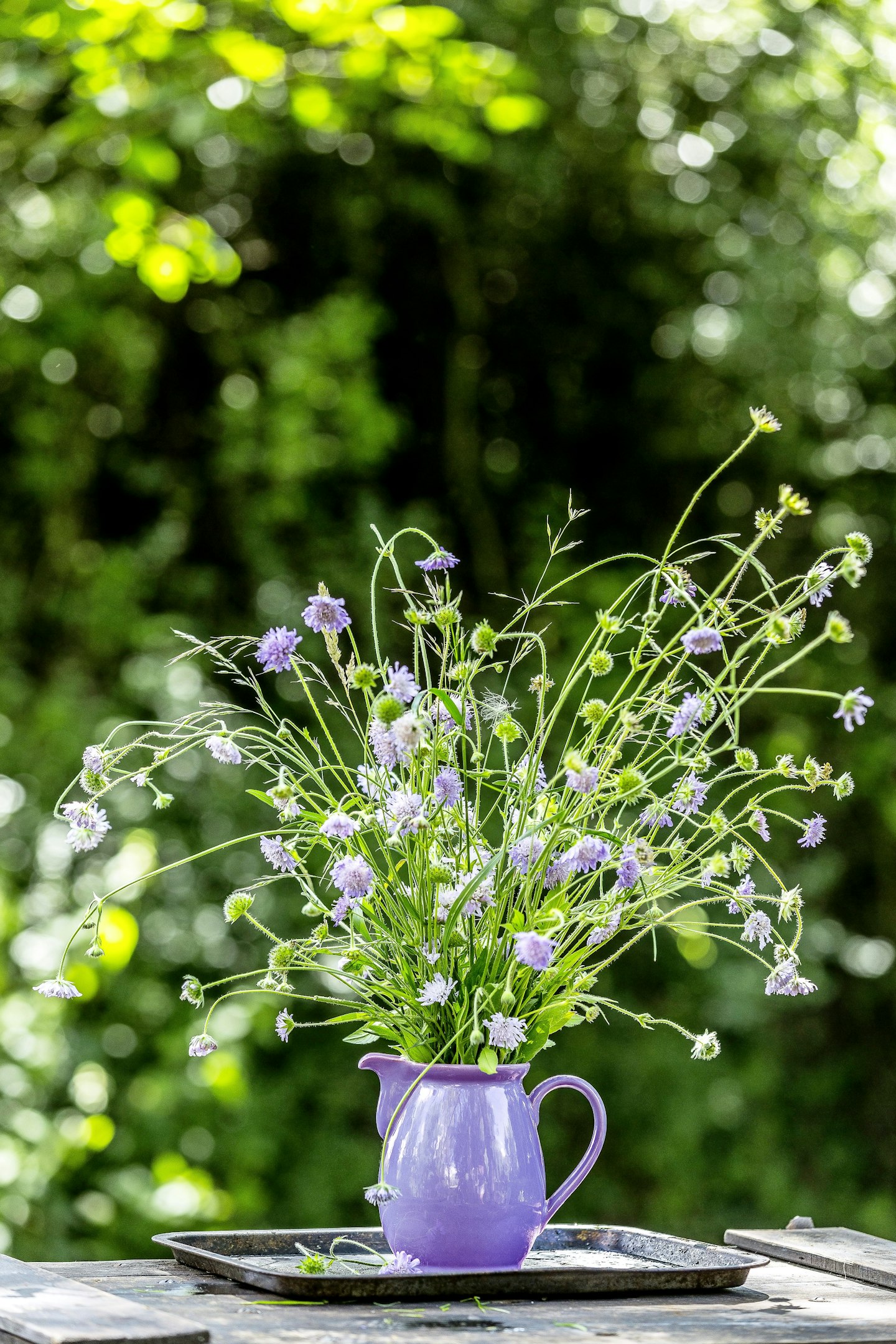 Scabious
