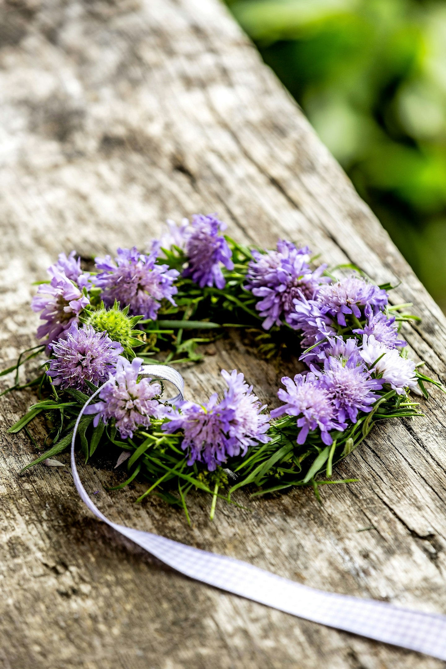 Scabious