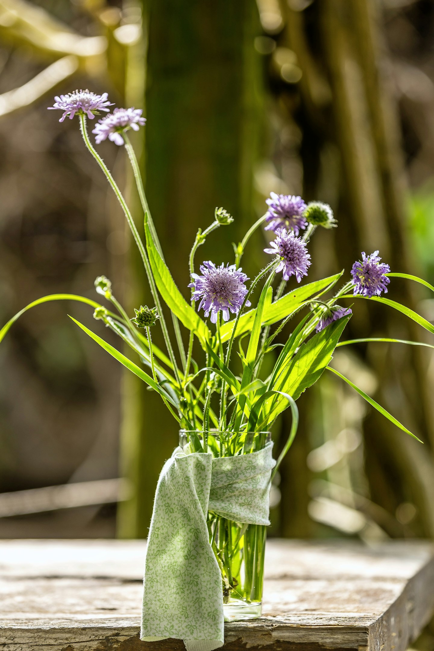 Scabious