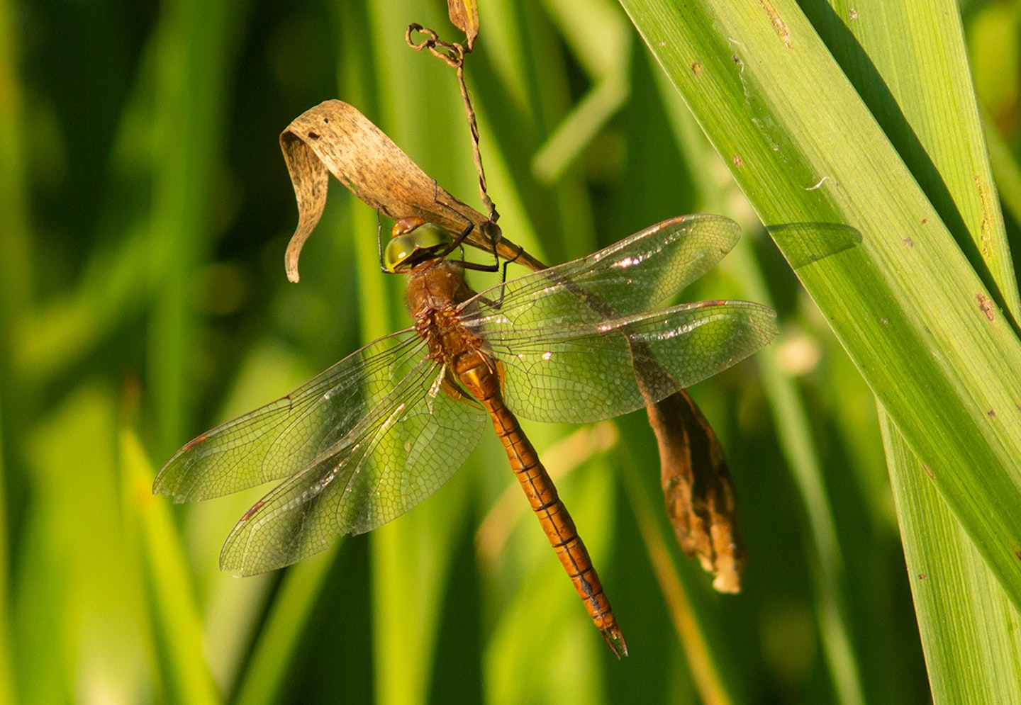 Norfolk Hawker