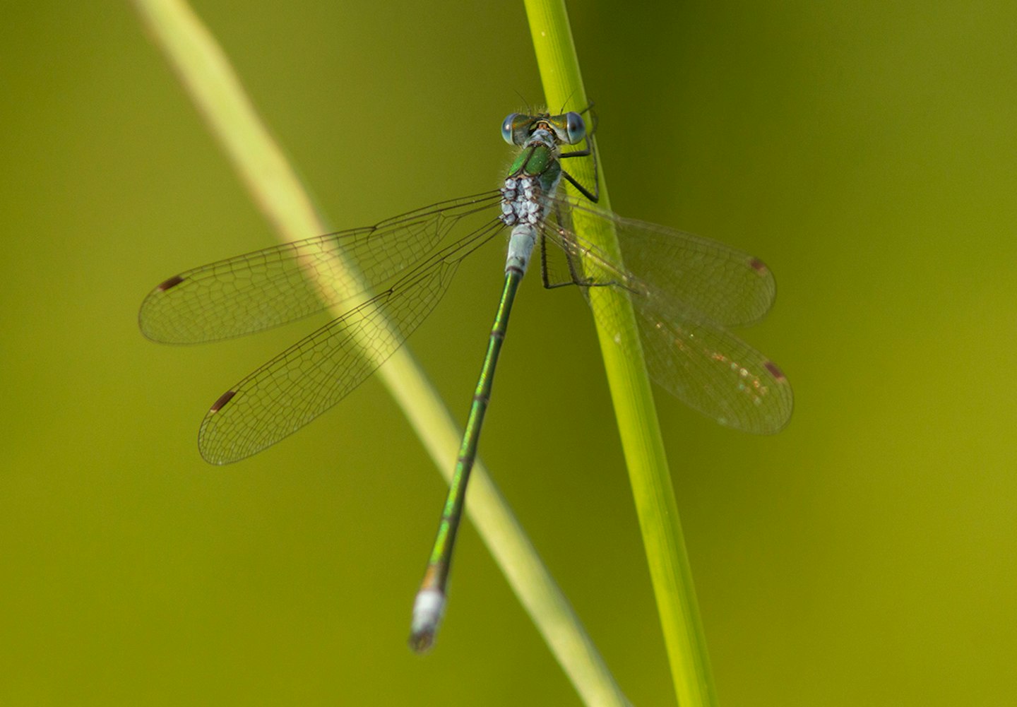 Emerald Damselfly