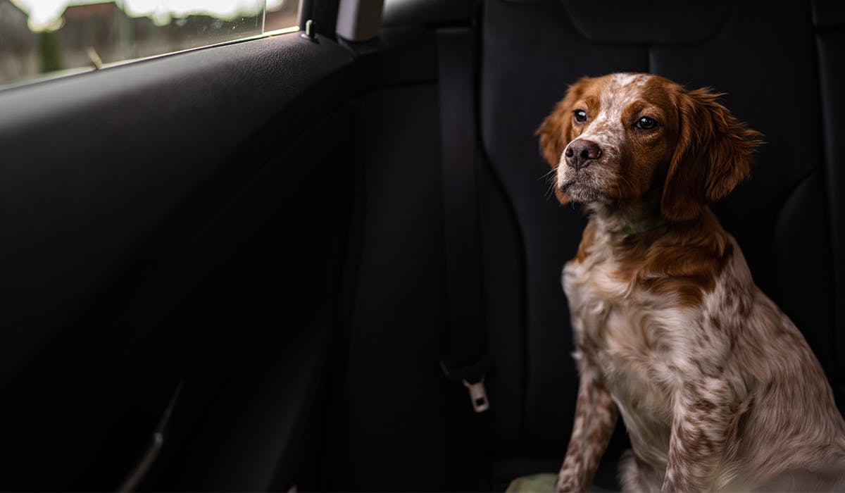 Dog in front outlet seat of car law