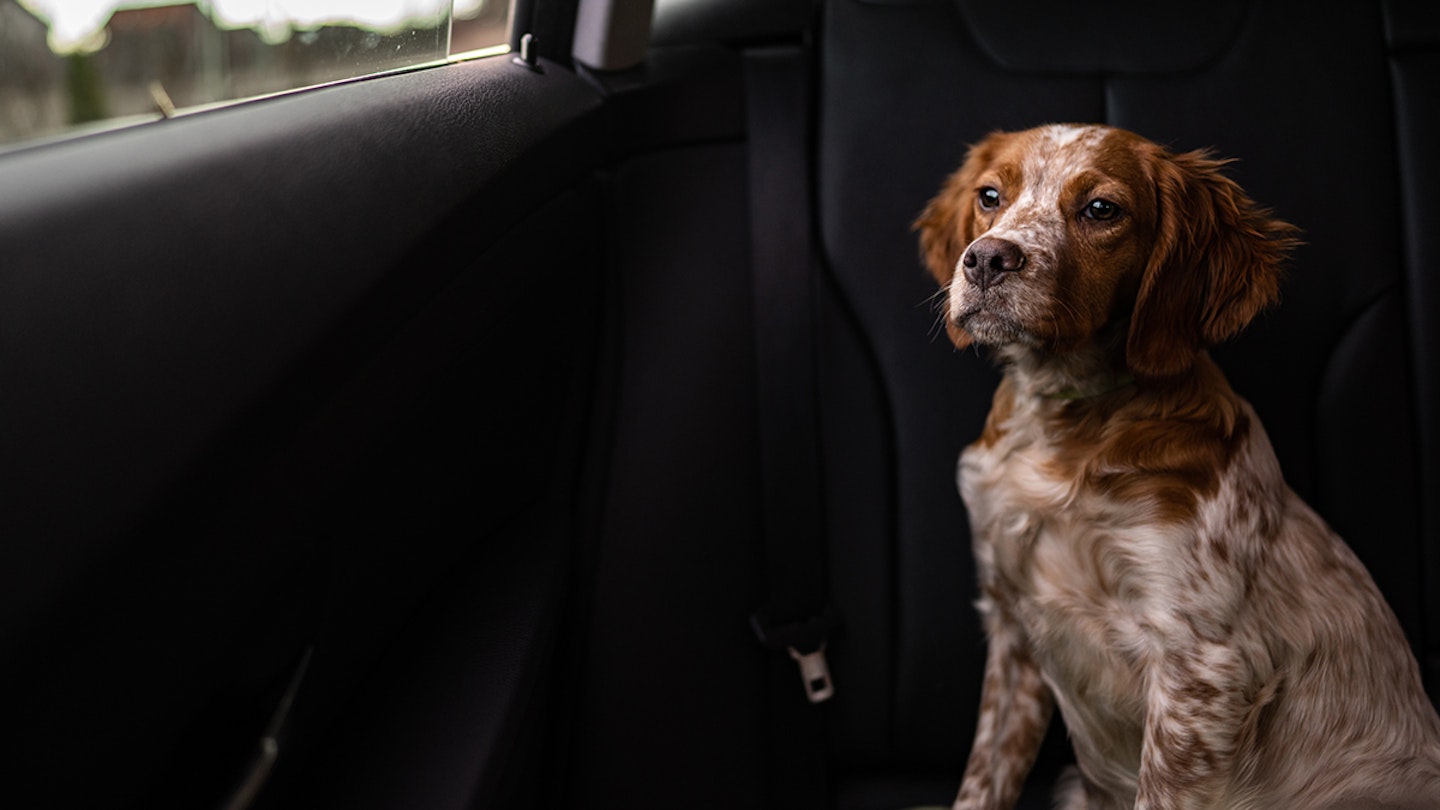 What Is The Dog In Car Law what-is-the-dog-in-car-law