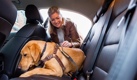 is leaving a dog in a car illegal