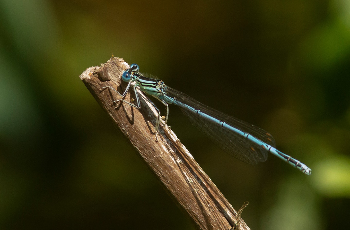 White-legged Damselfly