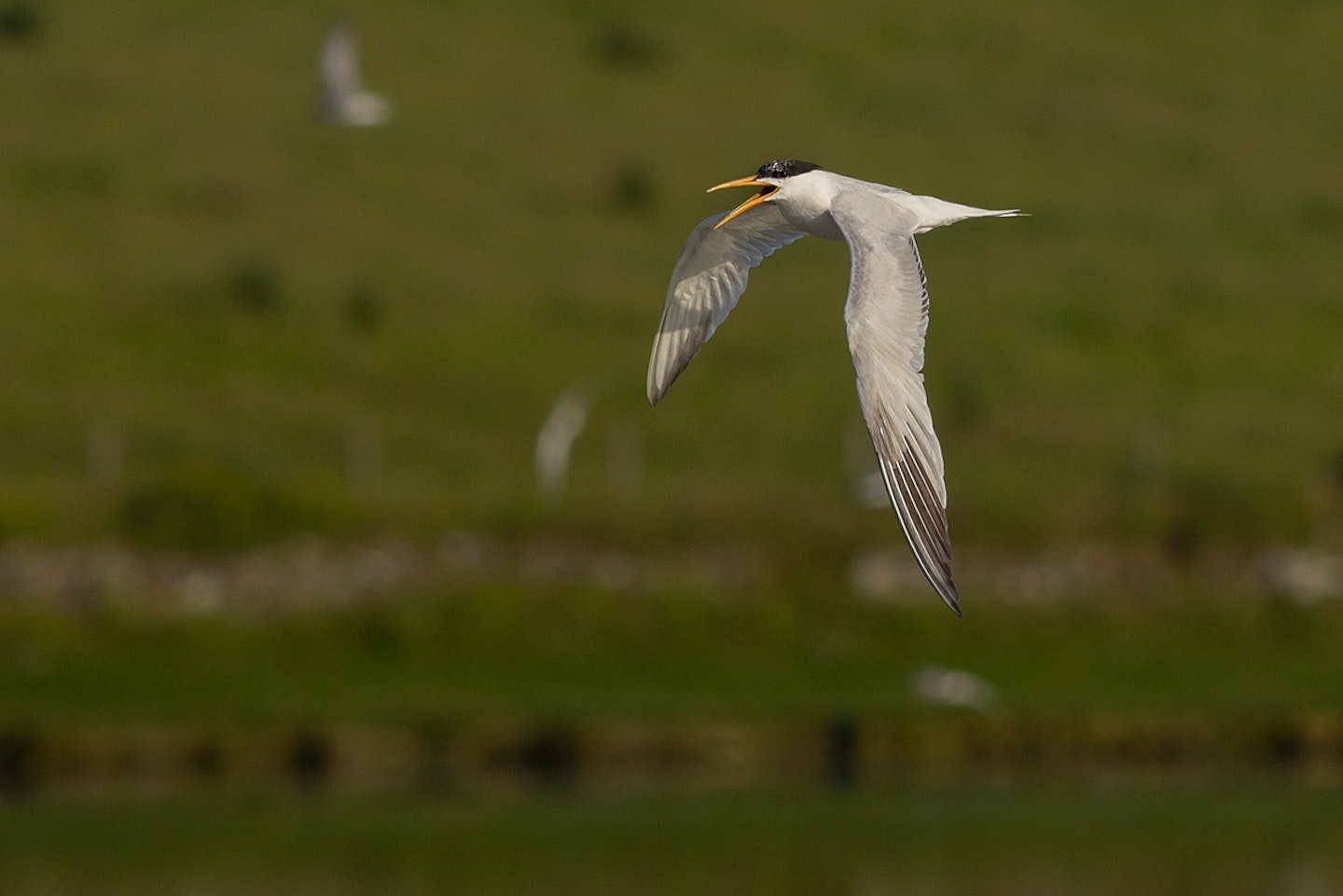 Elegant Tern