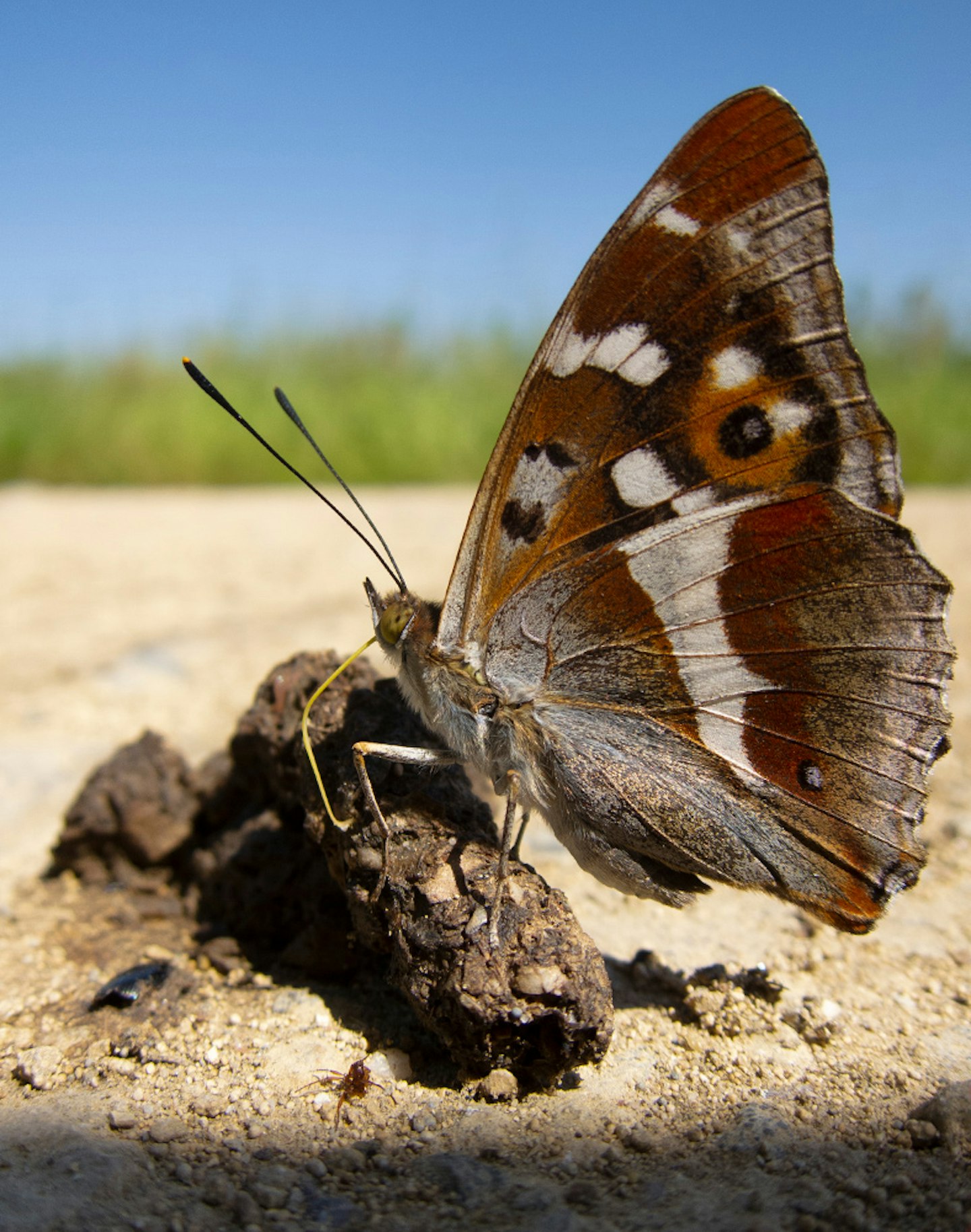 Purple Emperor