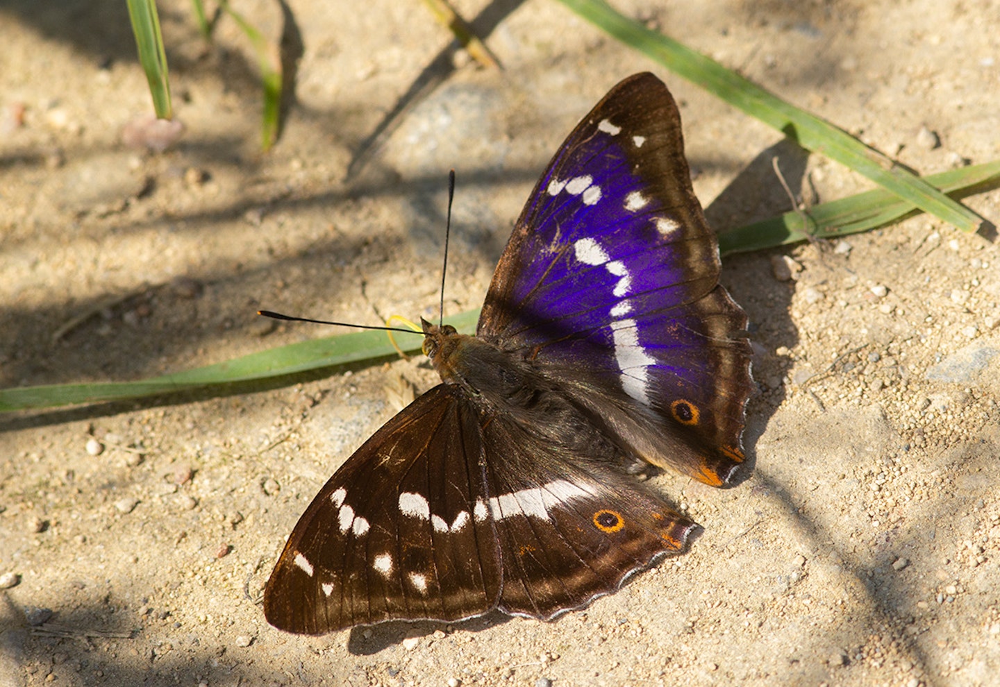 Purple Emperor