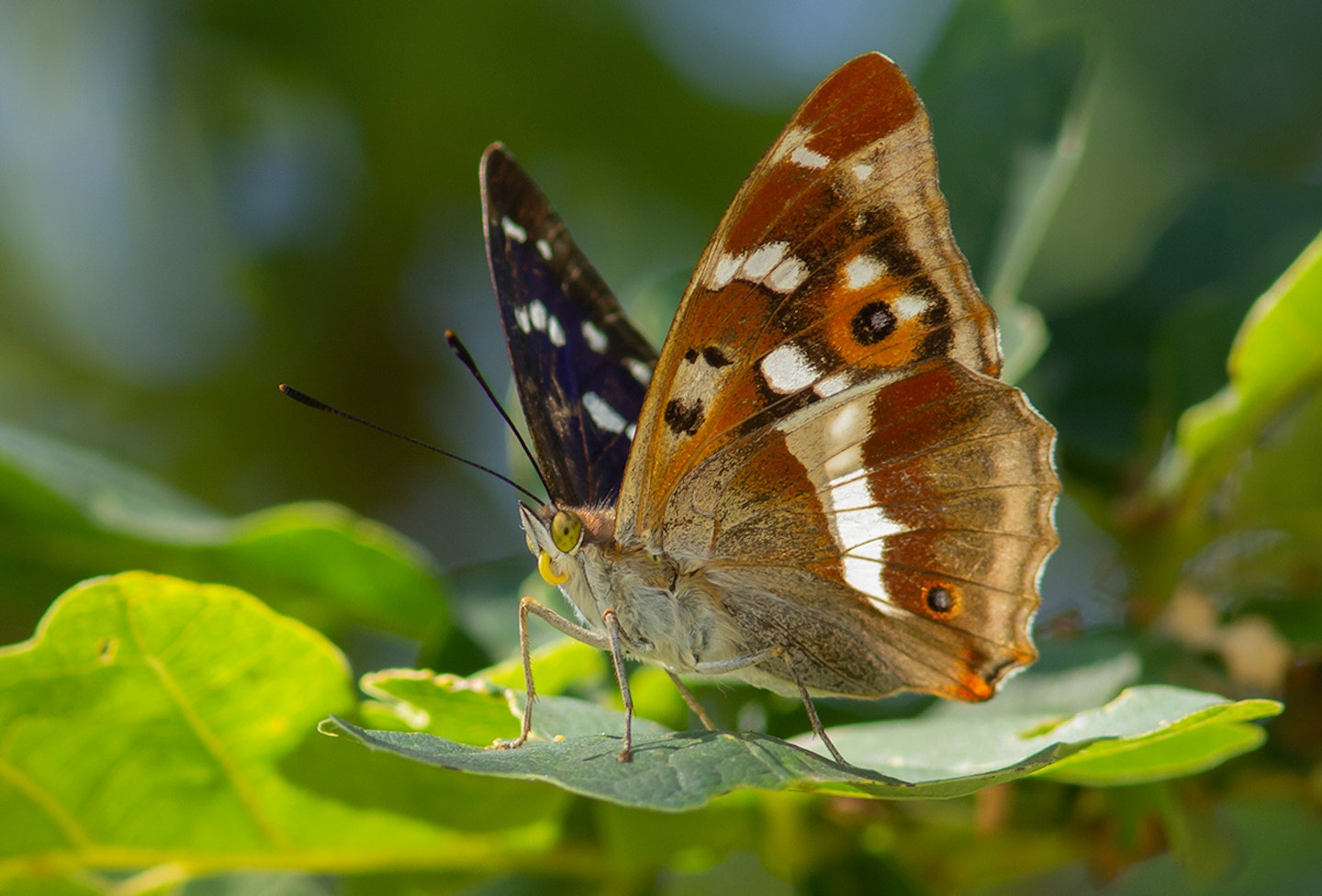 Purple Emperor