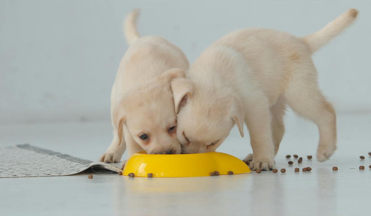 Best Dog Food To Keep Your Pup Satisfied And Healthy - Vimarsana News