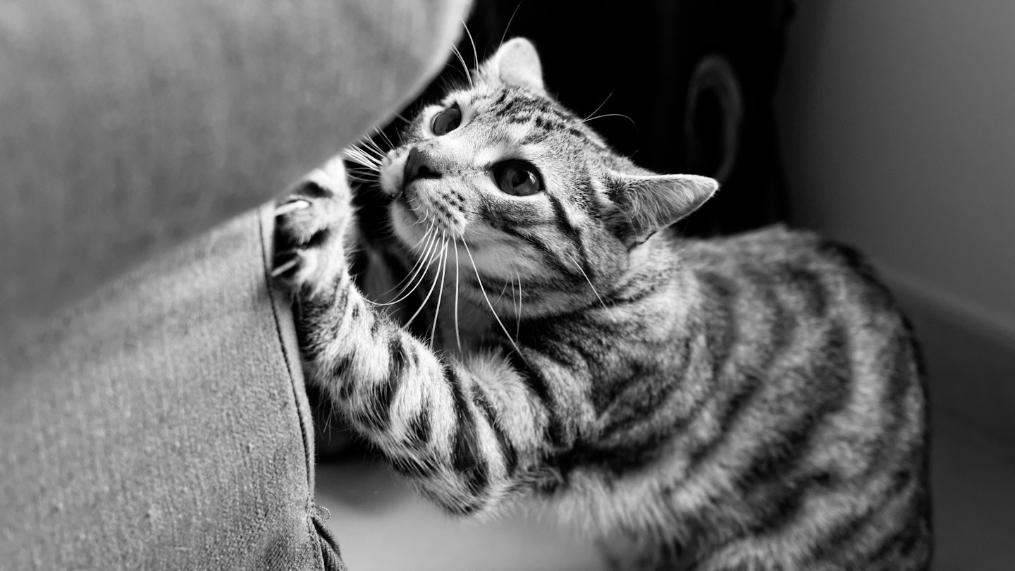 How to stop your cat scratching - Take a Break Pets