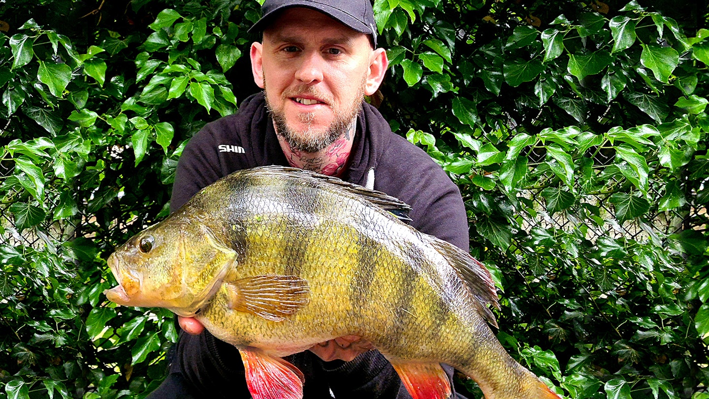 Going the extra mile for giant perch