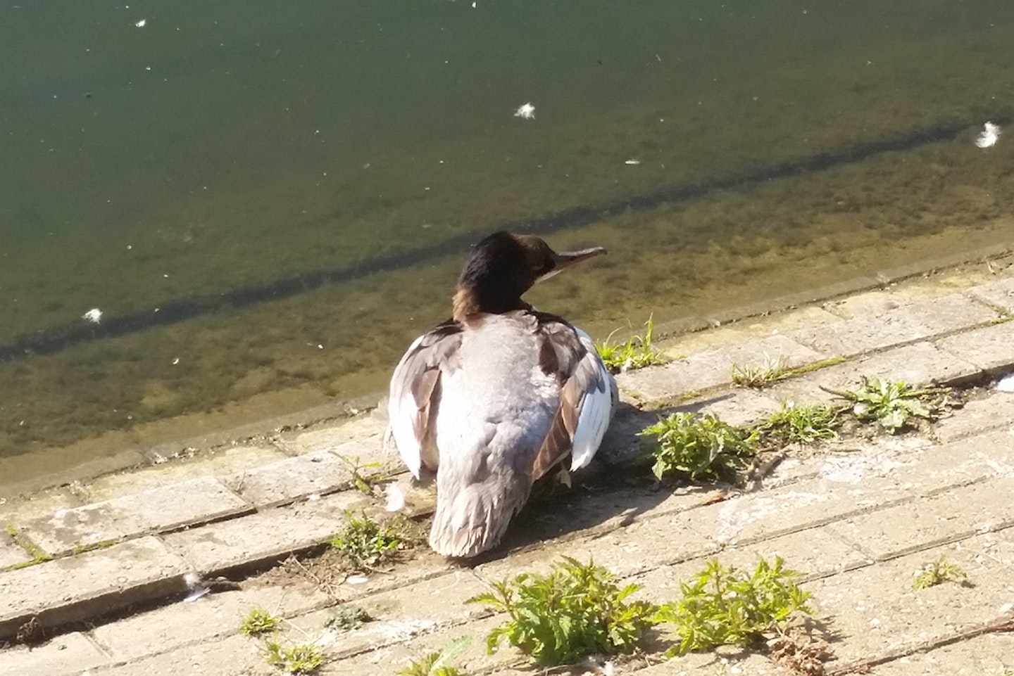 Goosander