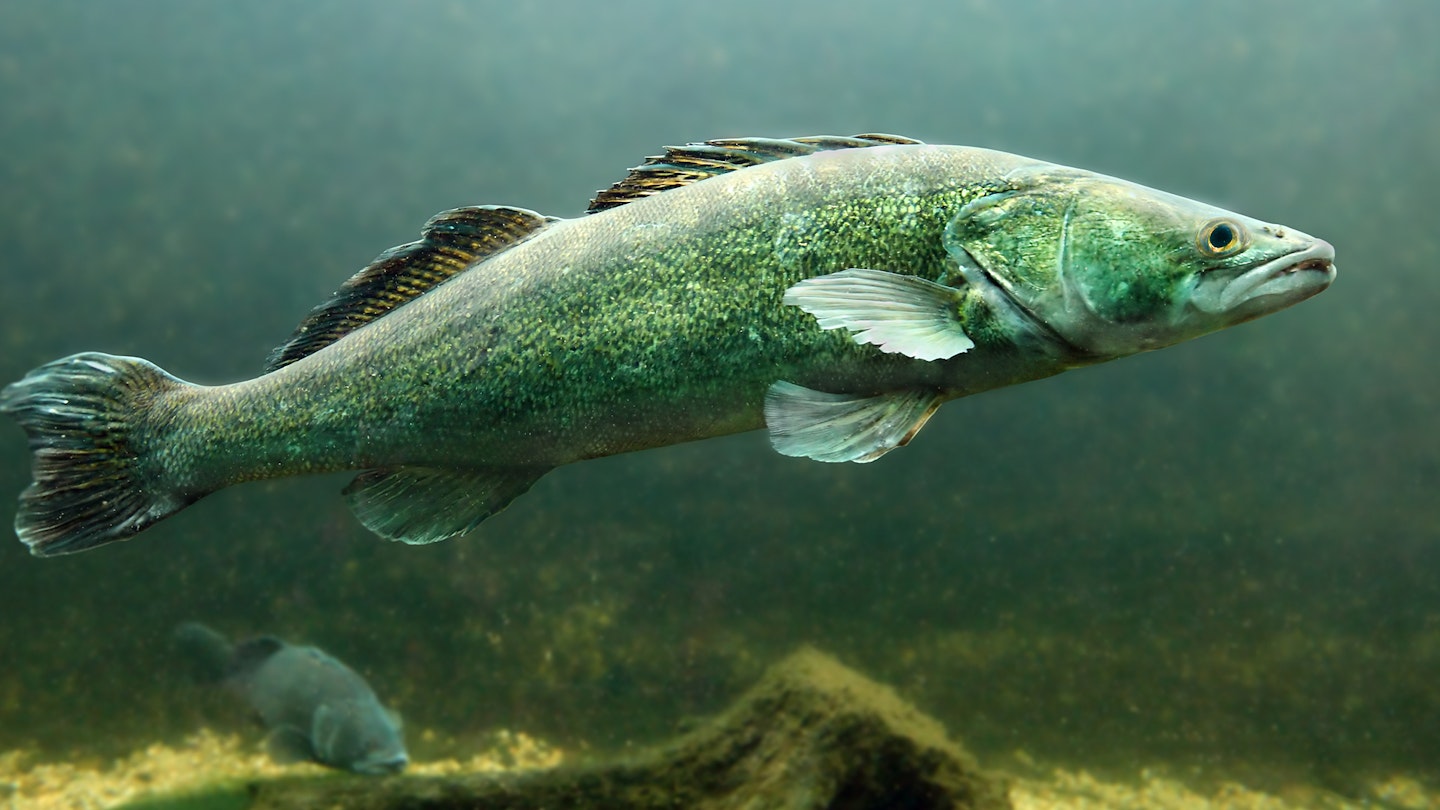 Trust adopts a ‘balanced approach’ to zander | Angling Times
