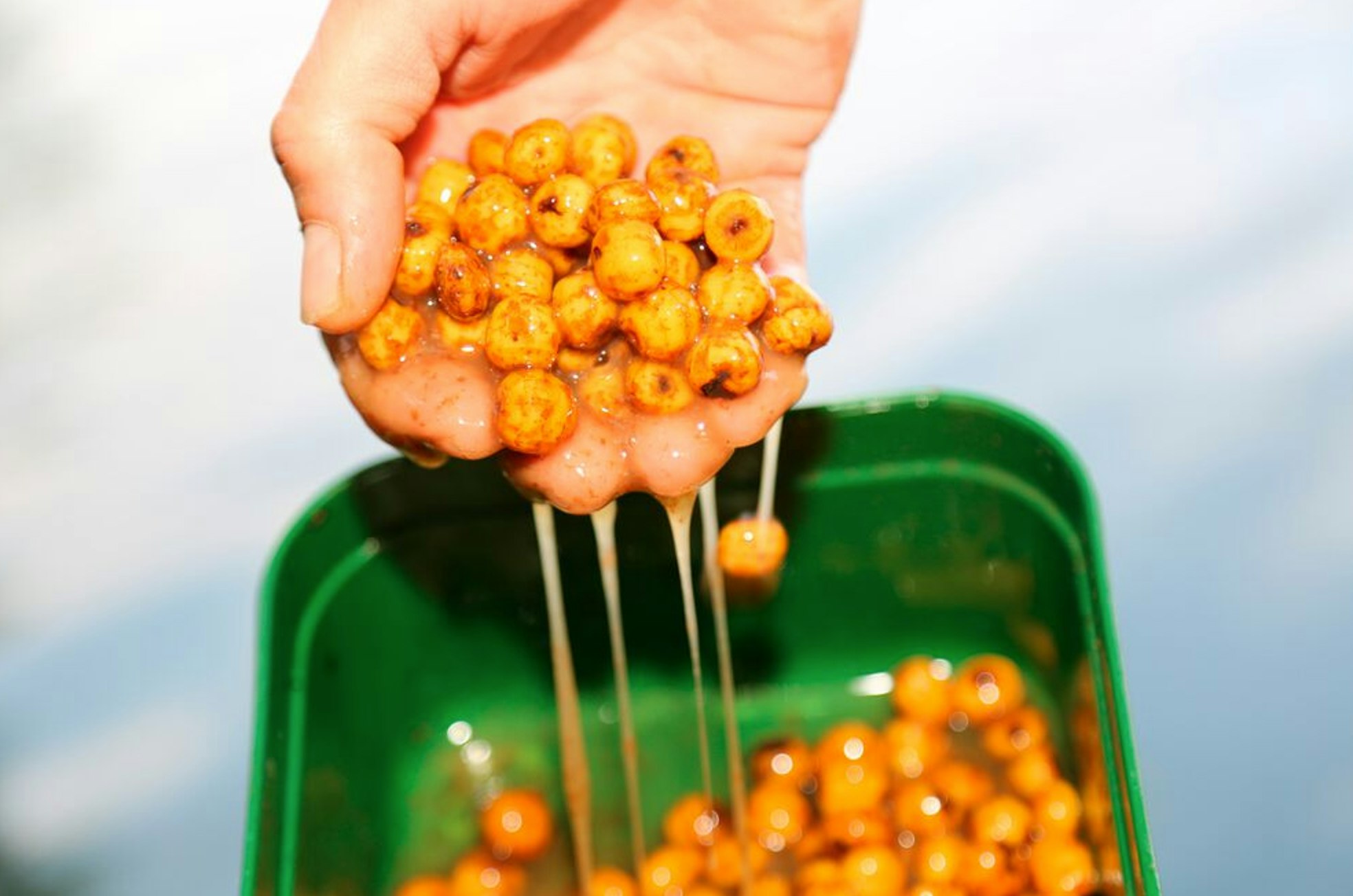 Overbaiting with tiger nuts offers little benefit to the angler