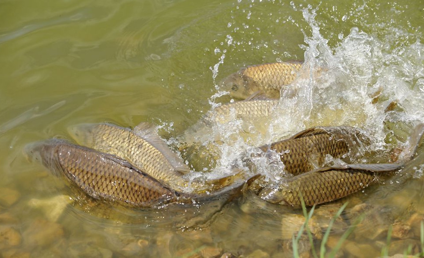 he act of spawning places great stress on fish, which leaves them more vulnerable to infection. Closing fisheries for a few short weeks gives them time to feed up and regain their strength