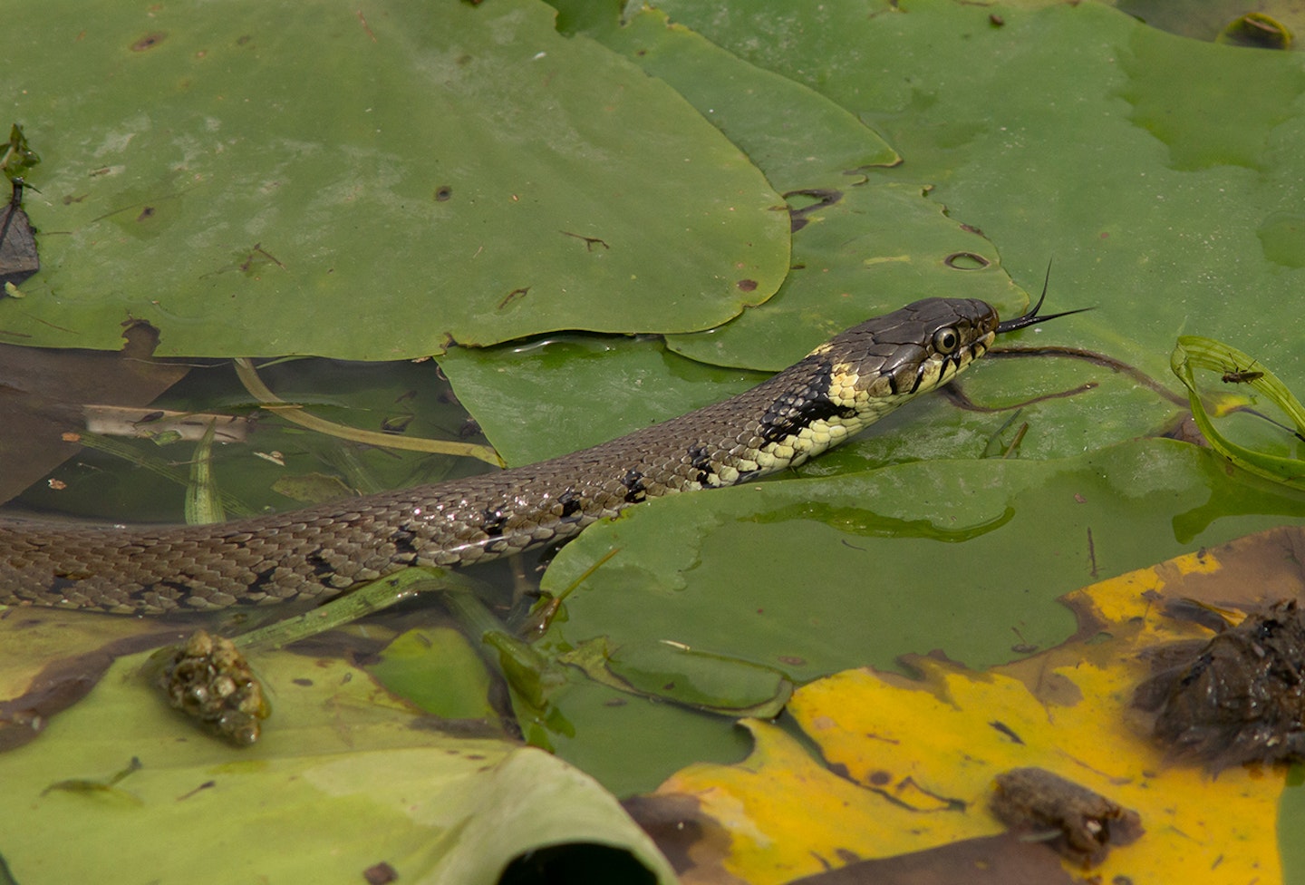 Grass Snake