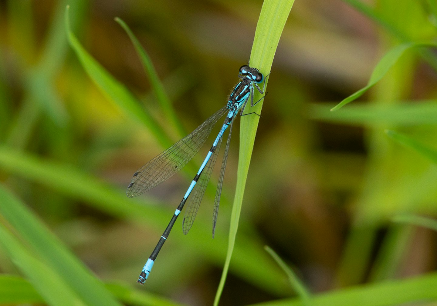 Variable Damselfly