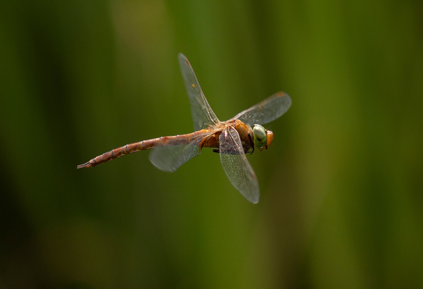 Norfolk Hawker