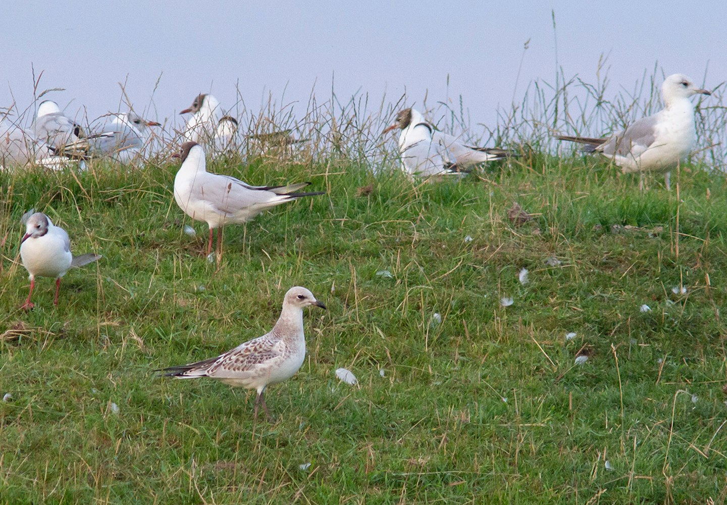 Mediterranean Gull