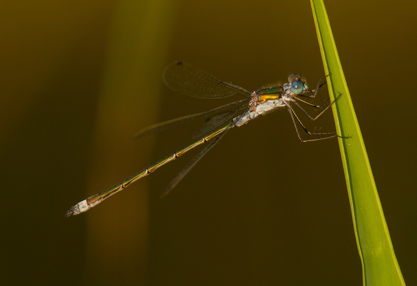 Emerald Damselfy