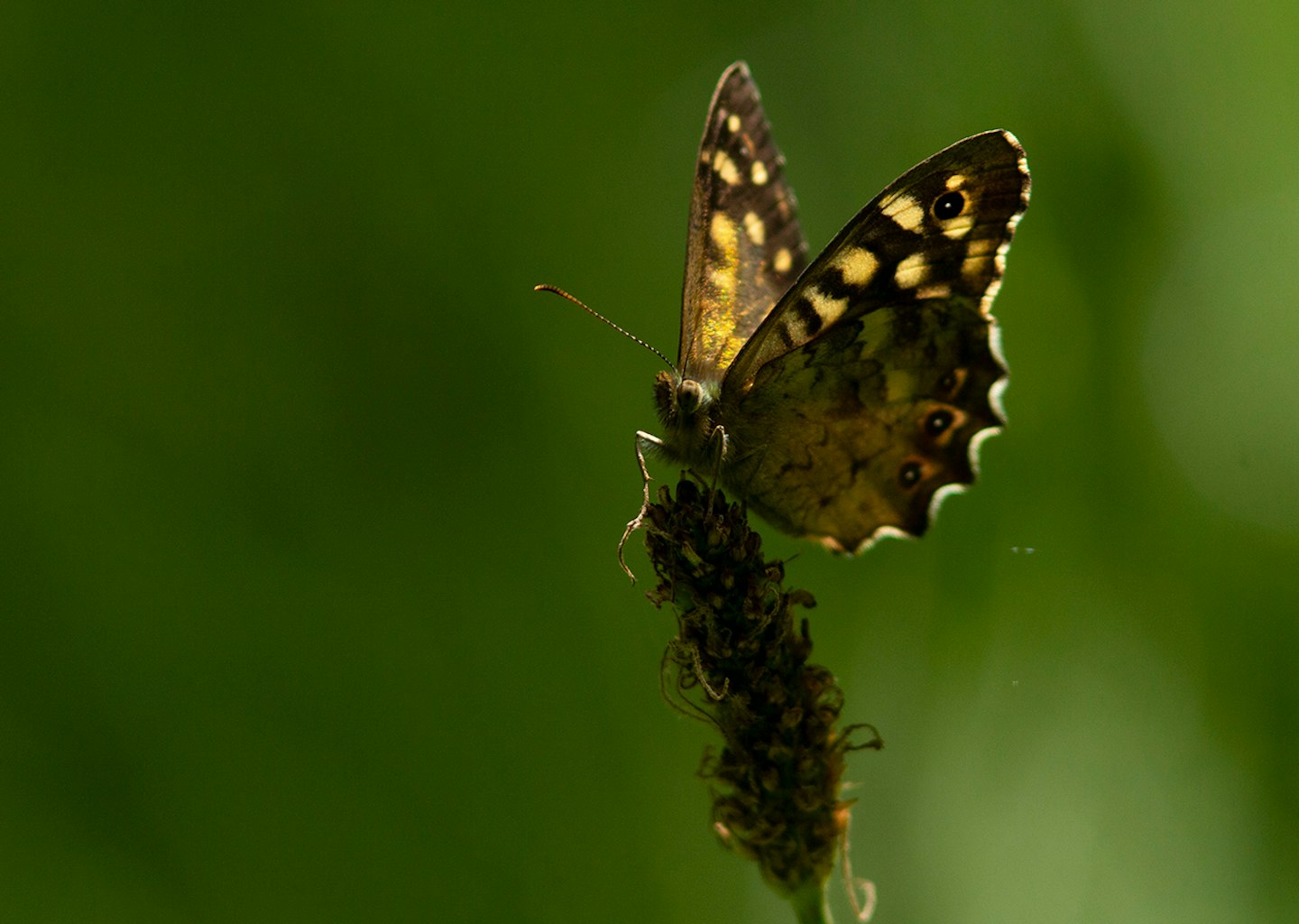 Speckled Wood