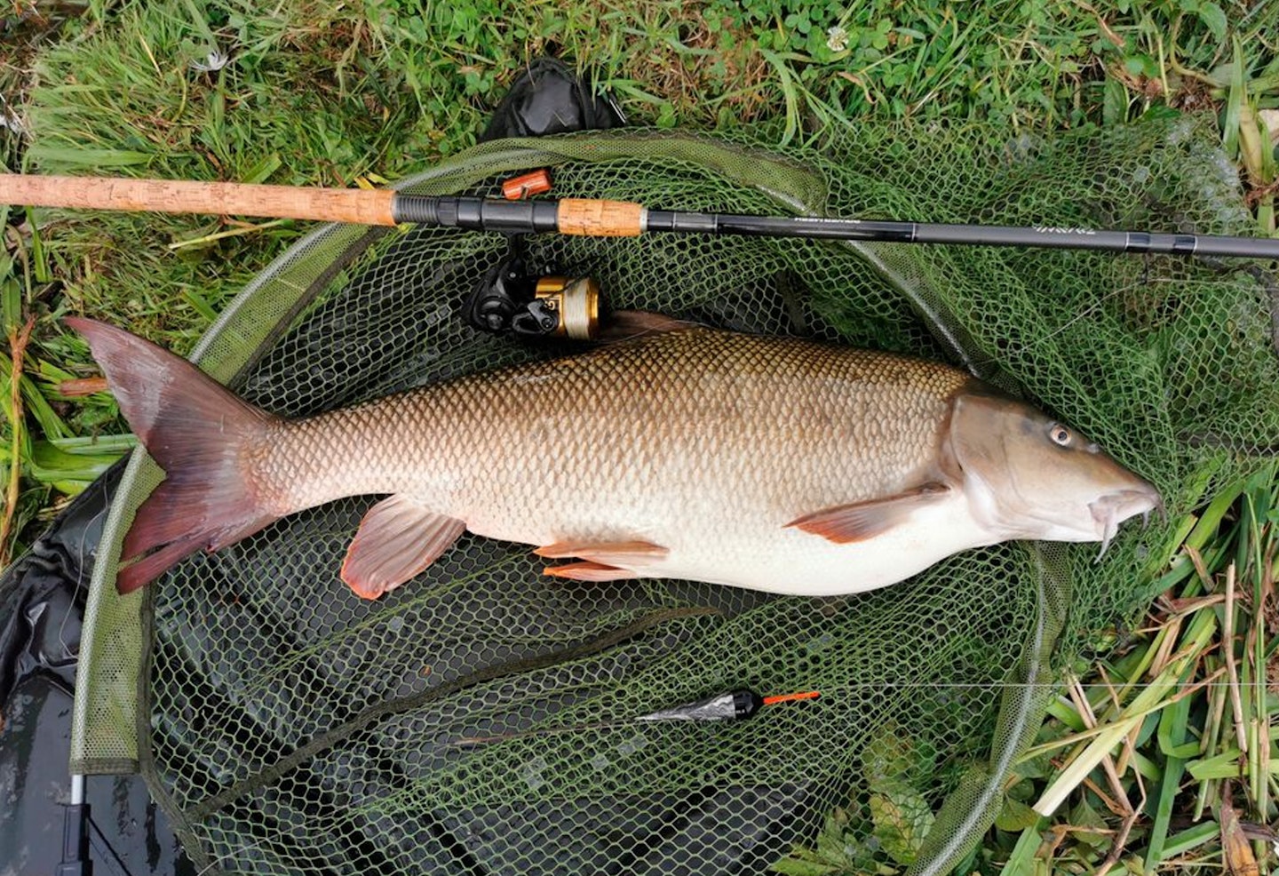 The superb barbel on the mat