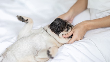 Keep your bedding free from fur with comforters for pet hair | Pets | Take  A Break