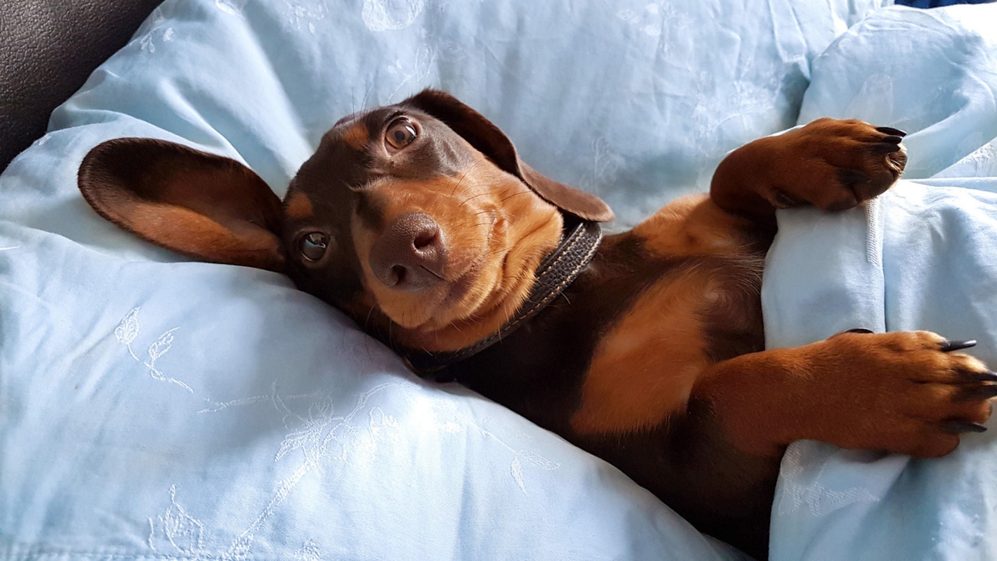 Dog lying in bed