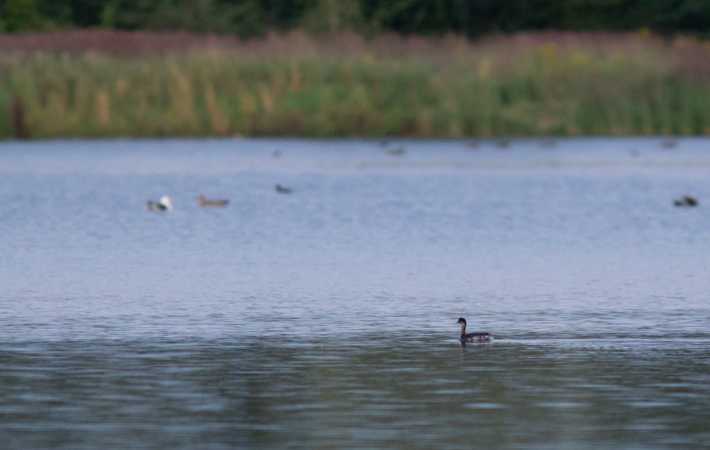 Black-necked Grebe