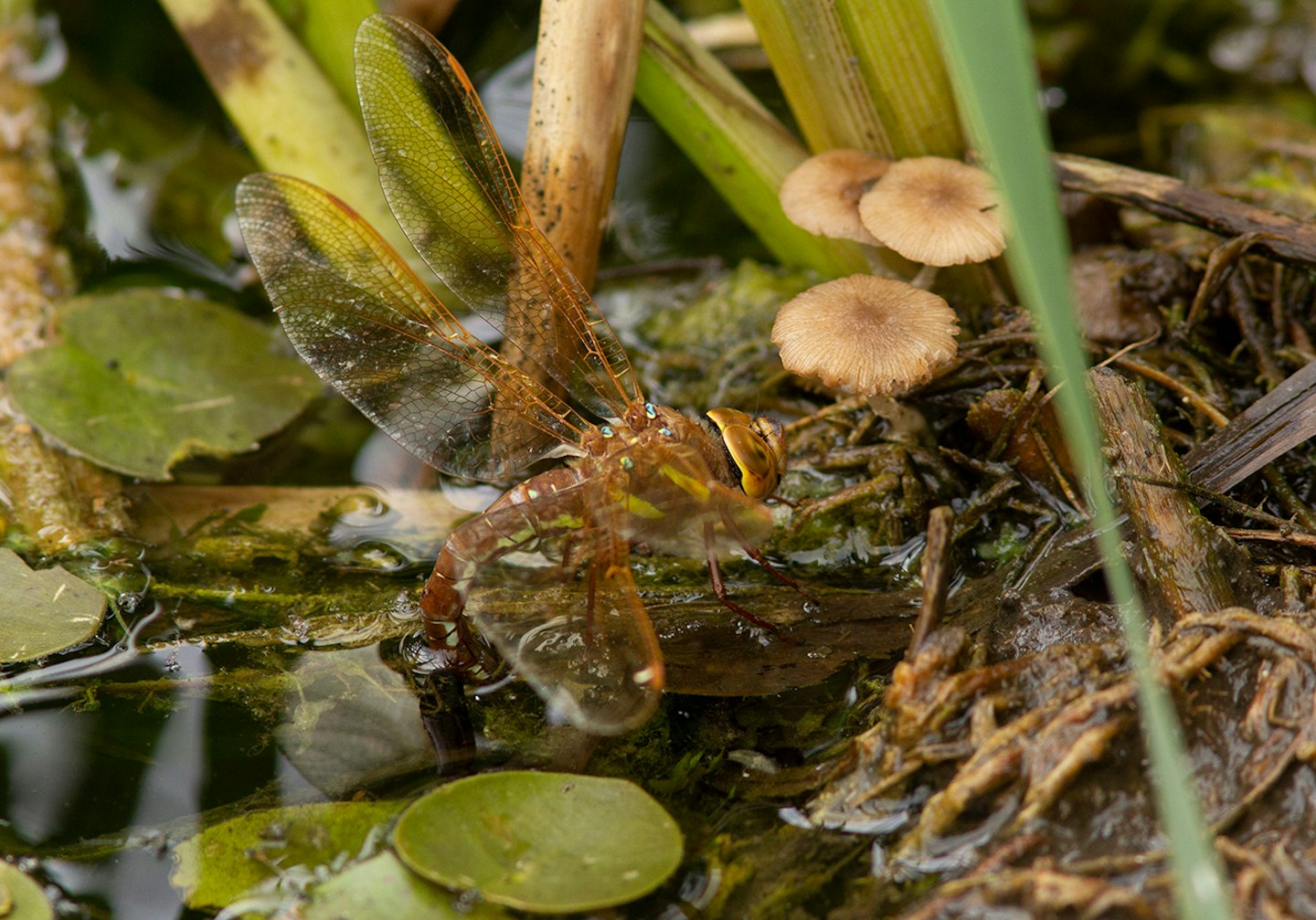 Brown Hawker