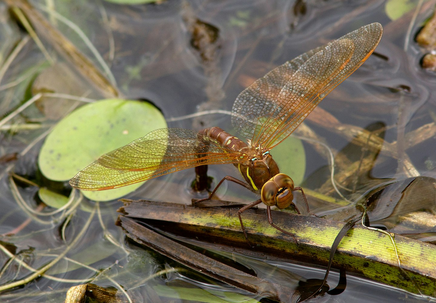 Brown Hawker