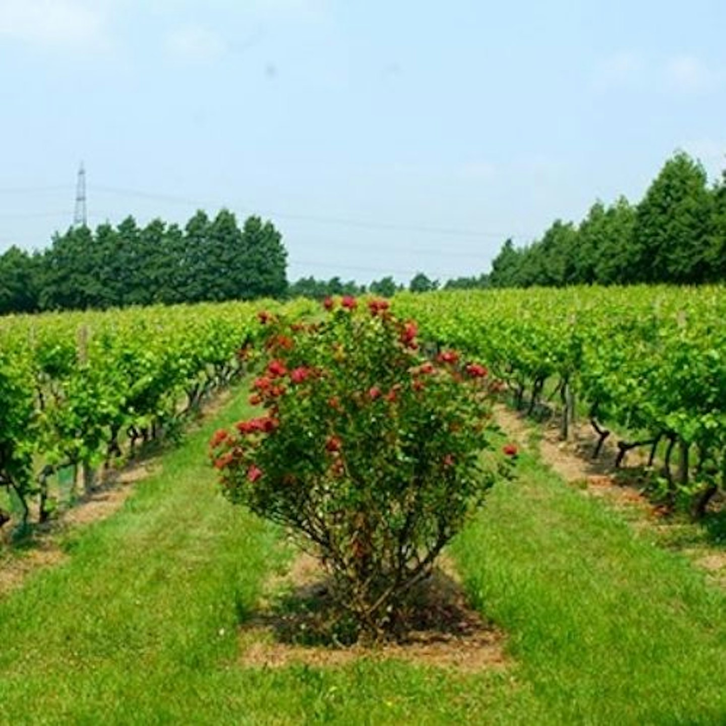 Chilford Hall Vineyard Tour and Tasting with Afternoon Tea for Two