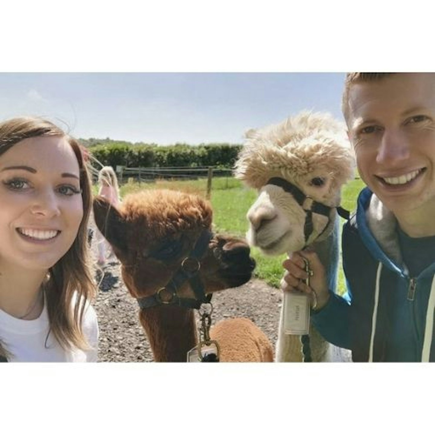 90-minute alpaca experience and an afternoon tea for two
