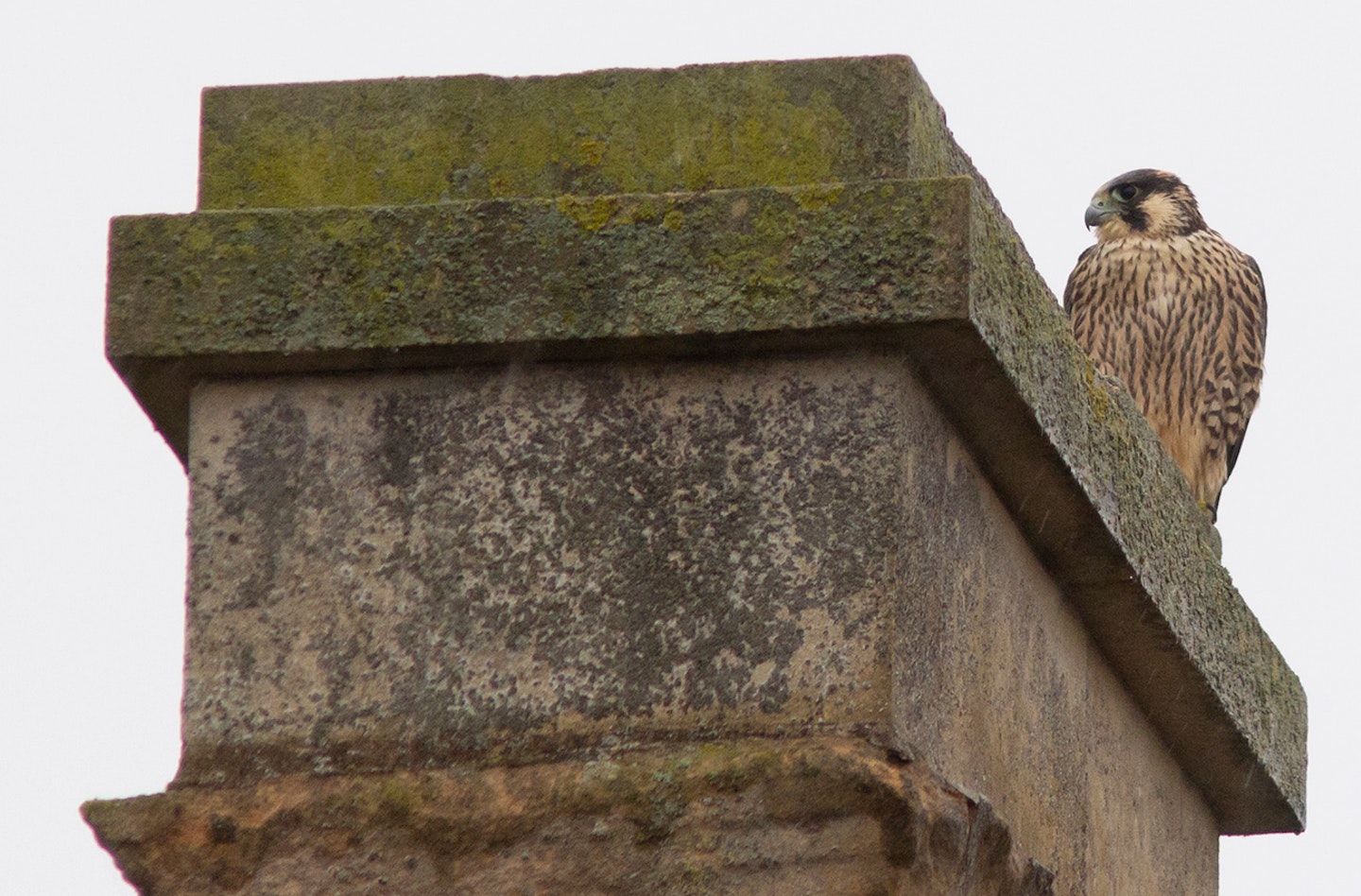 Peregrine