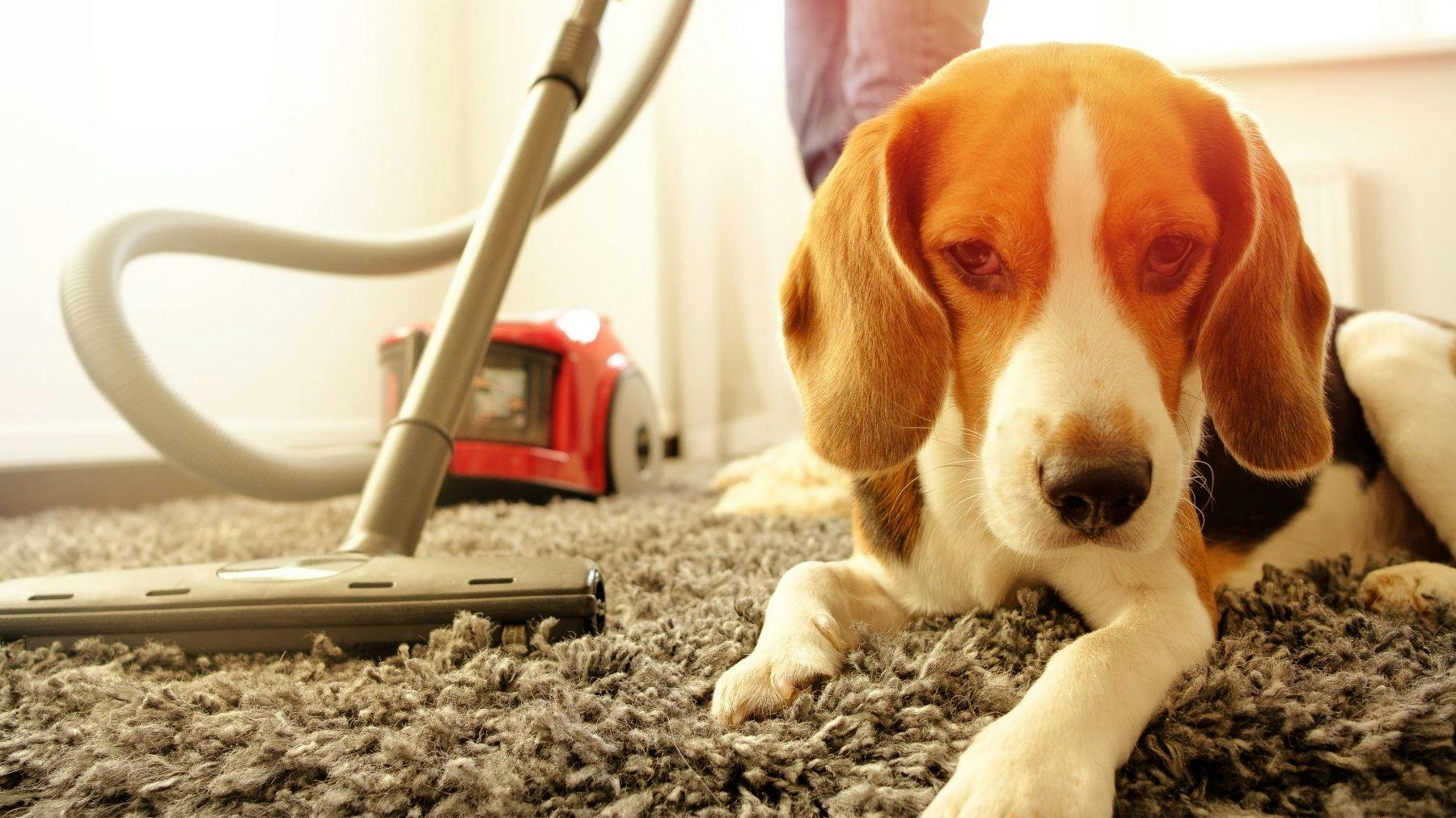 What's the best cordless vacuum for pet hair hot sale