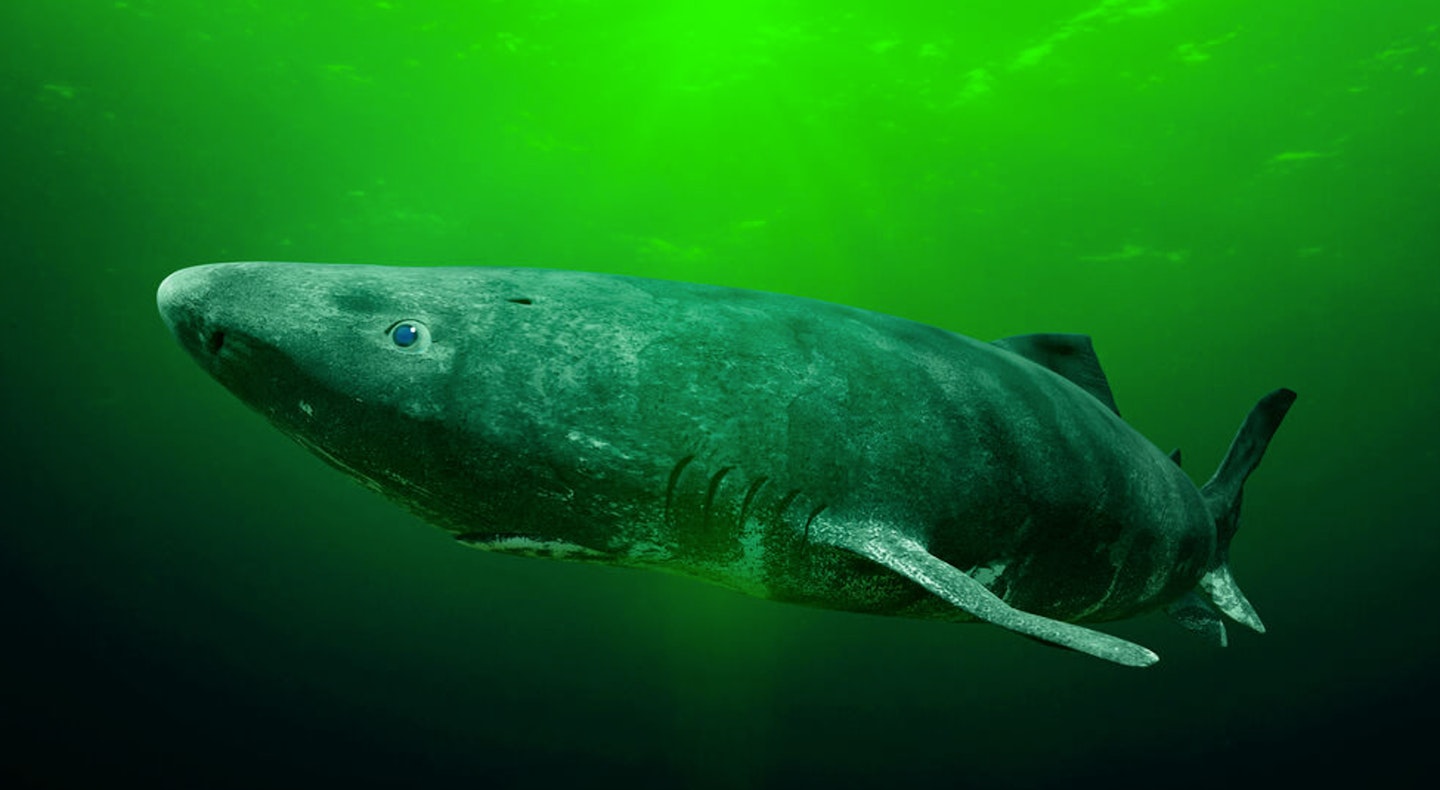 Greenland Shark