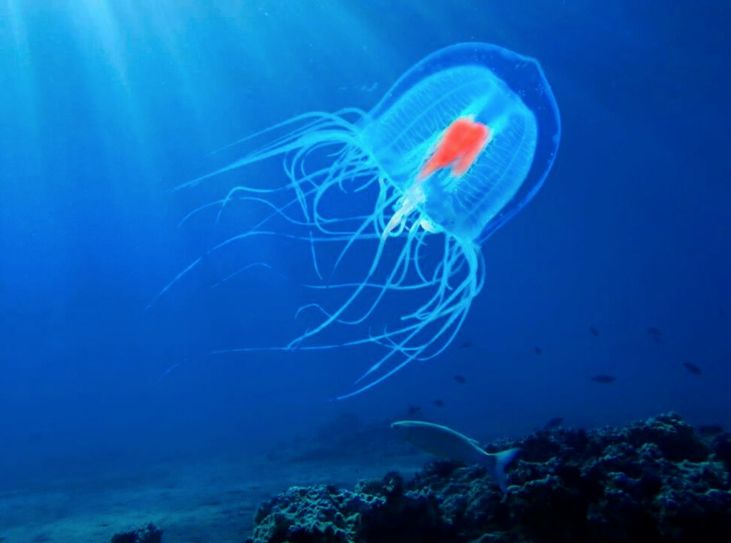 But the top prize for sheer longevity goes to Turritopsis dohrnii, also known as the immortal jellyfish